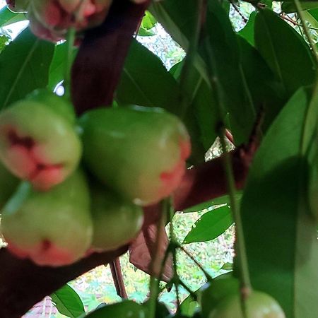 Vivaresidence Homestay Alappuzha 外观 照片