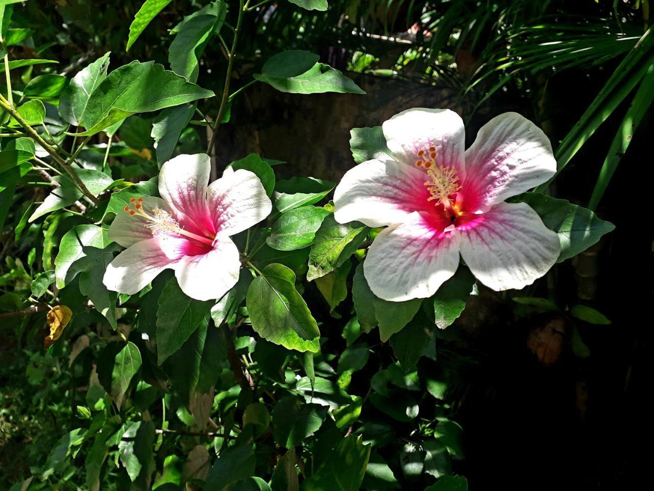 Vivaresidence Homestay Alappuzha 外观 照片