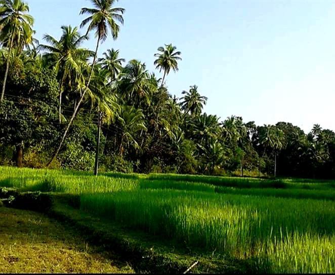 Vivaresidence Homestay Alappuzha 外观 照片